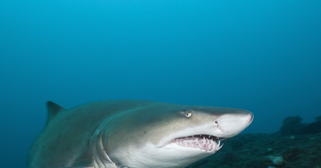 Redes antitiburones provocan polémica en el primer resort Club Med de Sudáfrica