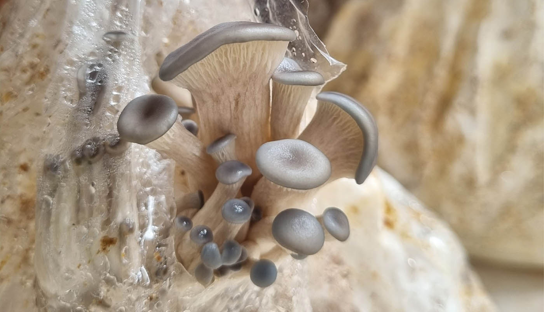 La orellana sería un aliado inesperado para los cultivos de arroz del país