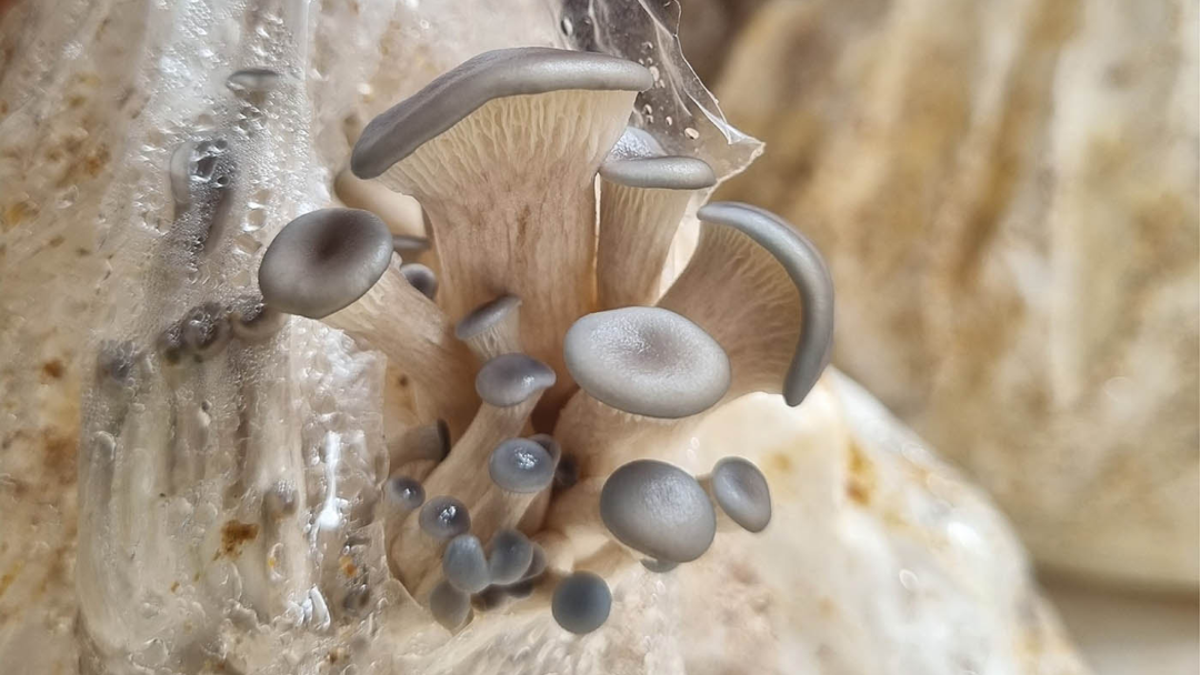 La orellana sería un aliado inesperado para los cultivos de arroz del país