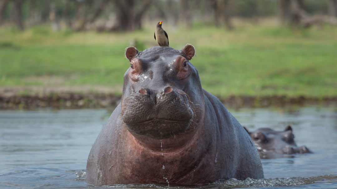 Hipopótamos en la Hacienda Nápoles