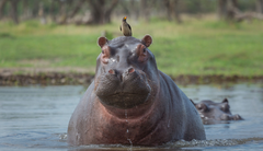 Hipopótamos en la Hacienda Nápoles