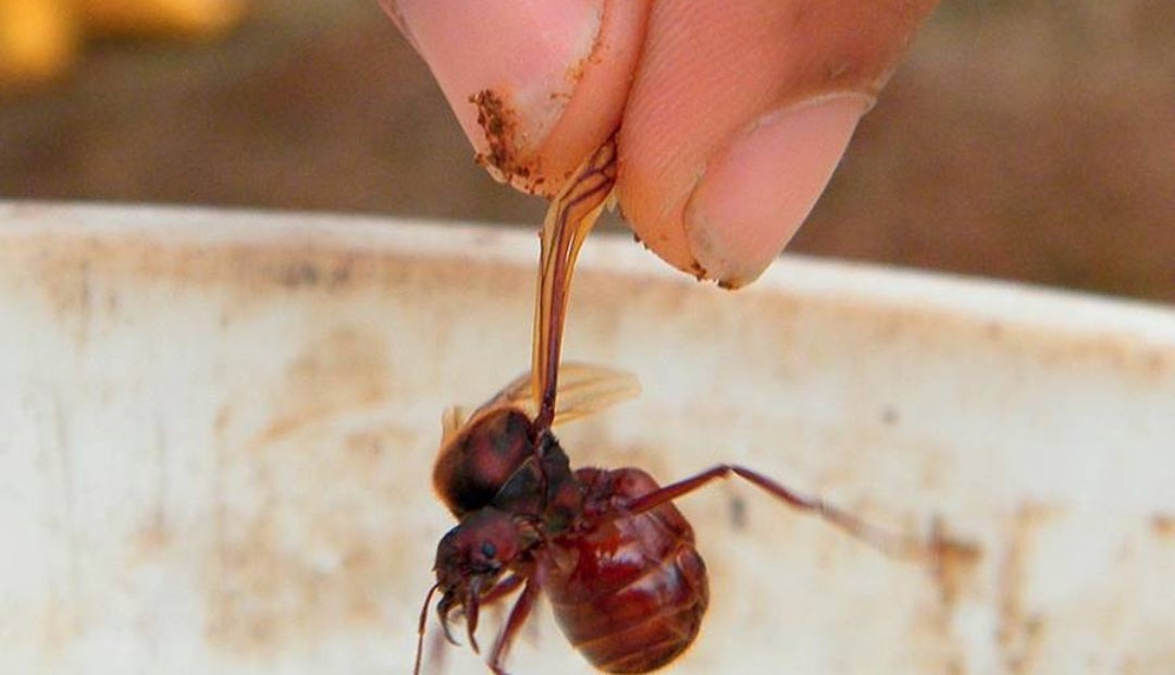 Santander abre la temporada de hormigas culonas, un negocio que revive cada año