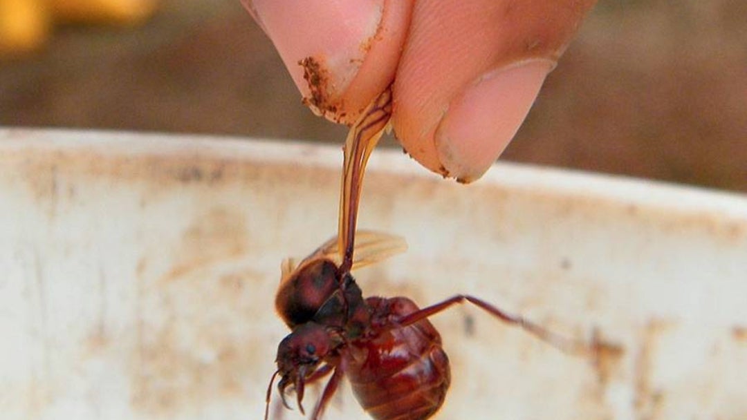 Santander abre la temporada de hormigas culonas, un negocio que revive cada año