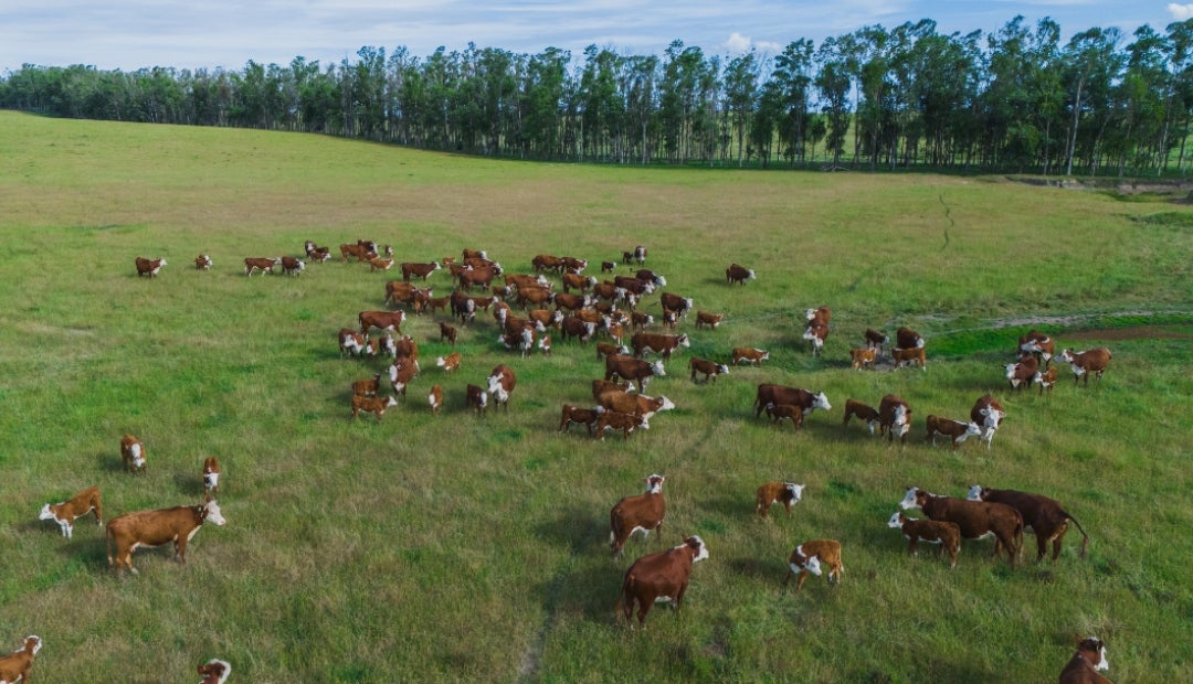 Minerva busca que se haga ganadería sin deforestación ilegal