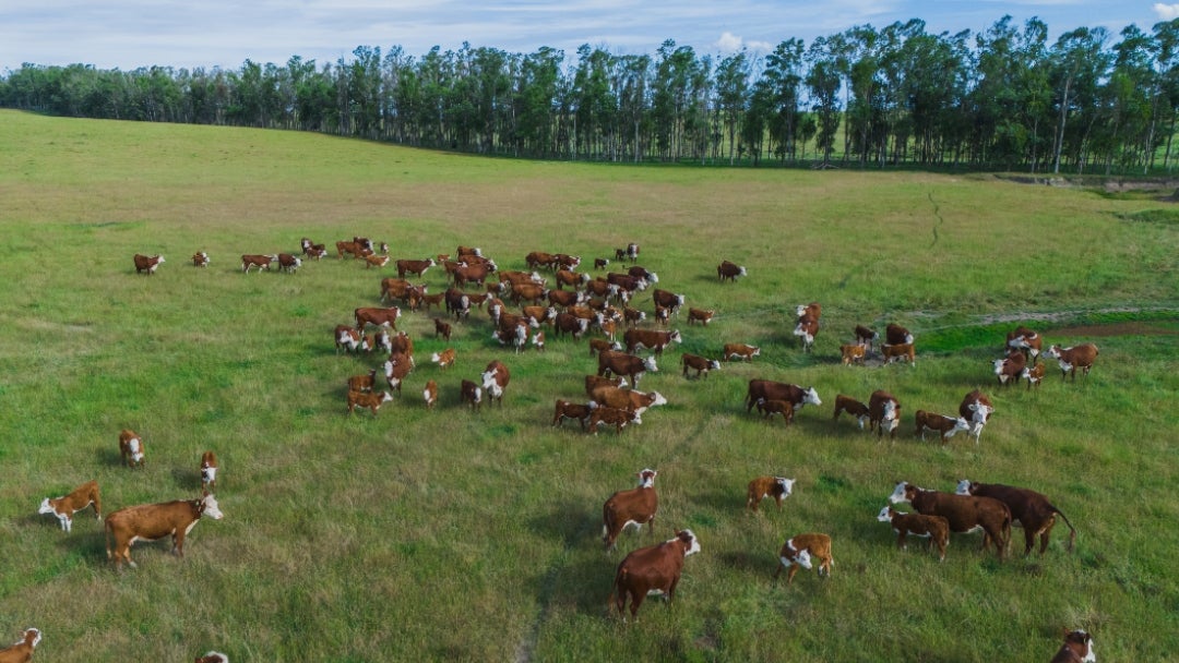Minerva busca que se haga ganadería sin deforestación ilegal