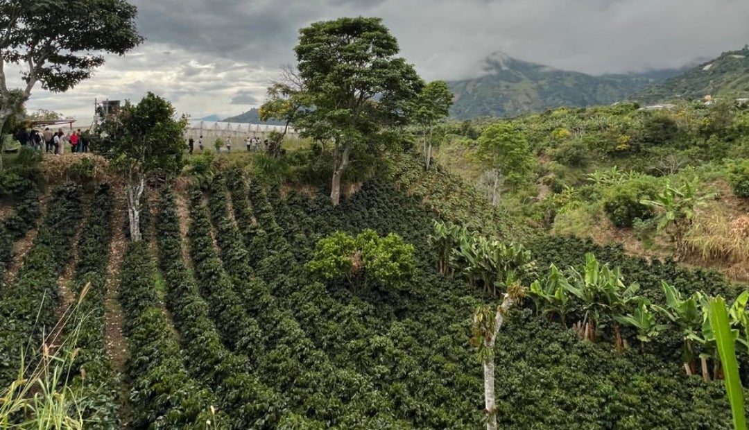 Comitiva danesa visitó cafetales colombianos en busca de negocios