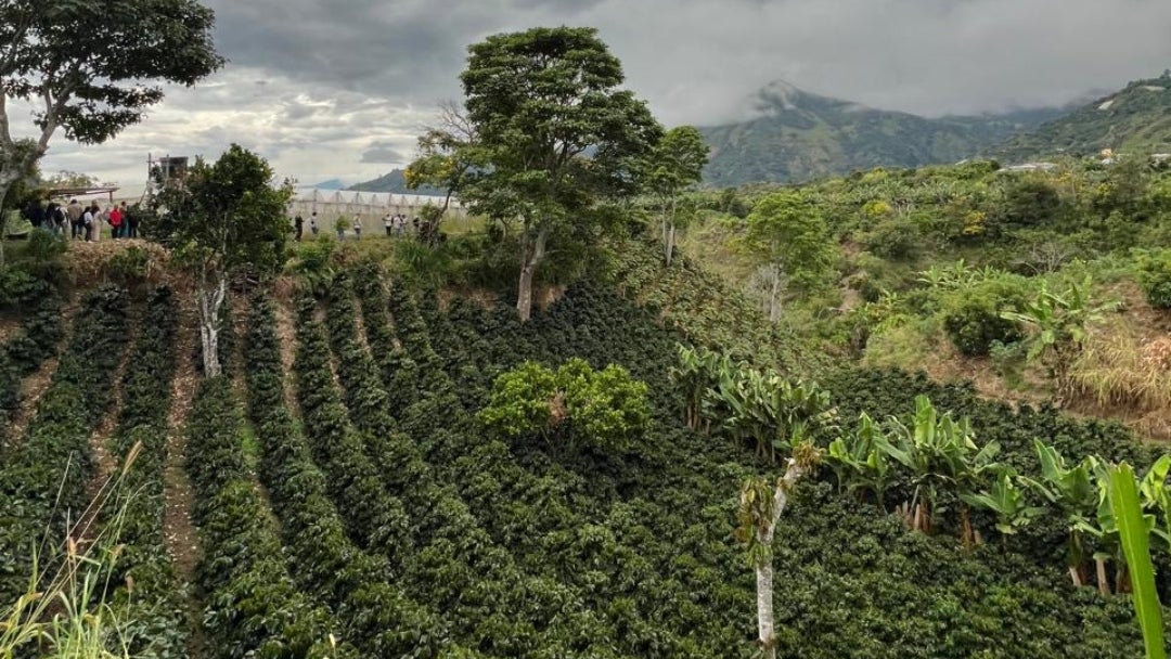 Comitiva danesa visitó cafetales colombianos en busca de negocios