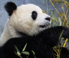 China enviará pandas a Estados Unidos antes de la visita prevista del presidente Trump China enviará pandas a Estados Unidos antes de la visita prevista del presidente Trump