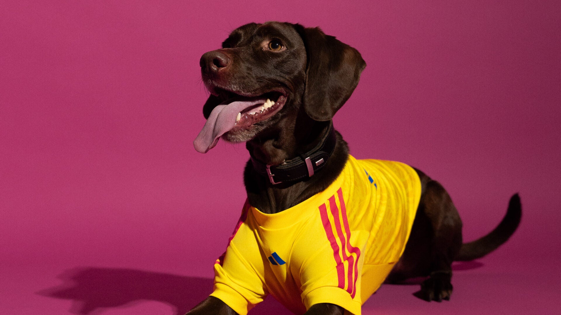La camiseta de la Selección Colombia para su mascota le costará $149.950