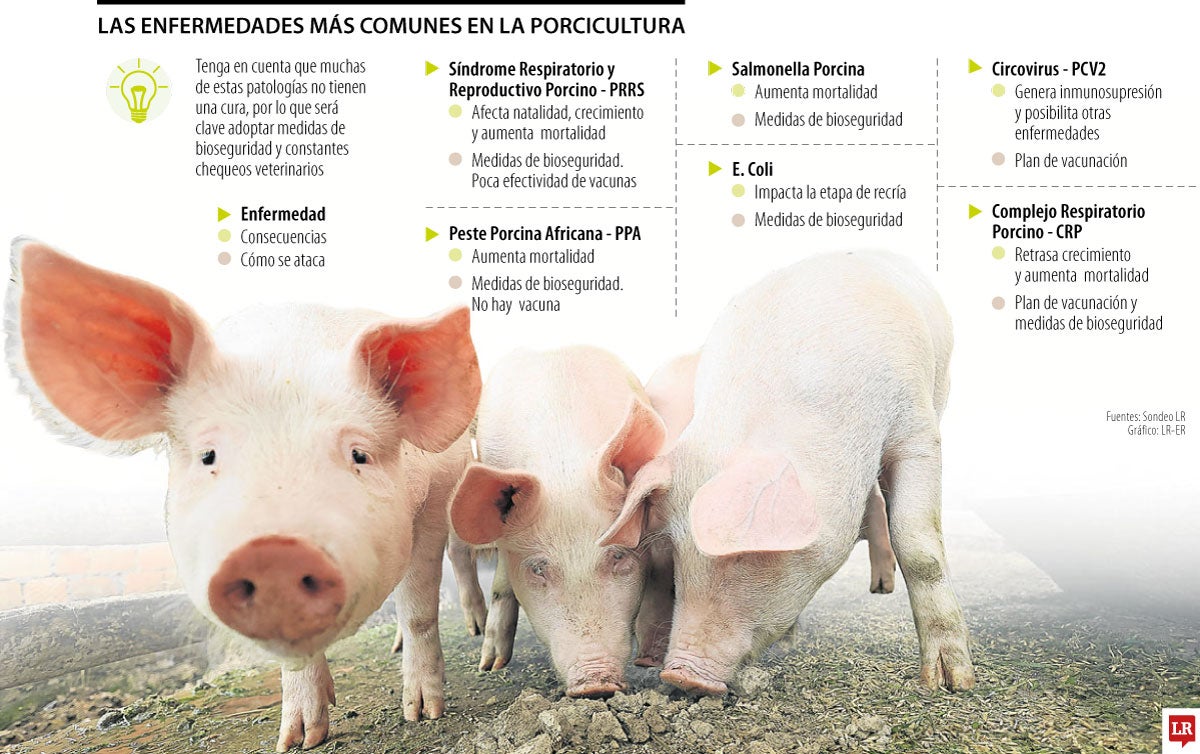 Las enfermedadeque más afectan a los cerdos