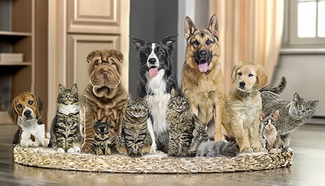 Mascotas en Colombia mueven entre $6 y $7 billones al año