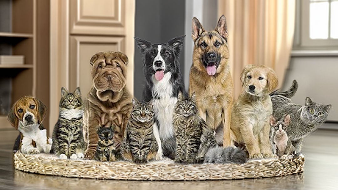 Mascotas en Colombia mueven entre $6 y $7 billones al año