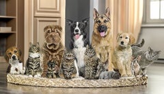 Mascotas en Colombia mueven entre $6 y $7 billones al año