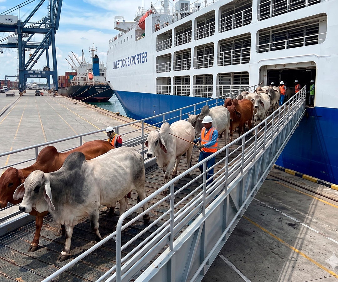 La exportación de ganado