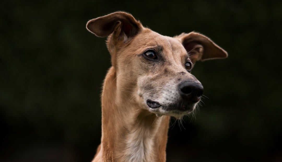 Perro caramelo es reconocido como raza representativa en México