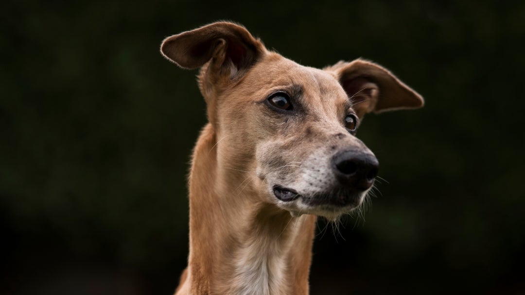 Perro caramelo es reconocido como raza representativa en México