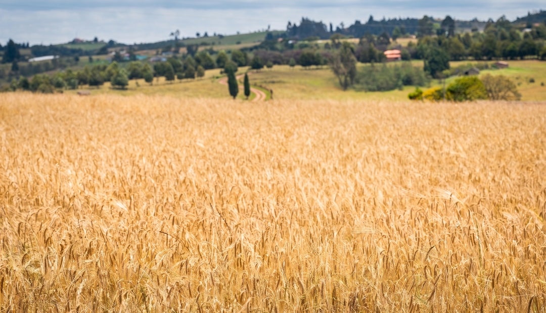 Fenalce advierte que arancel 0% a la cebada importada acabaría con la producción nacional