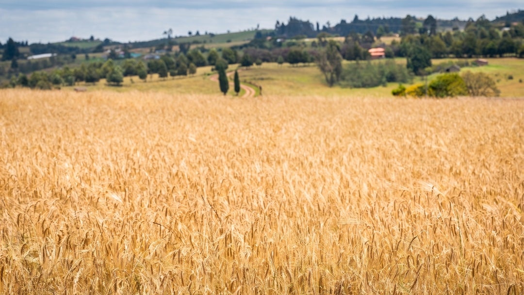 Fenalce advierte que arancel 0% a la cebada importada acabaría con la producción nacional