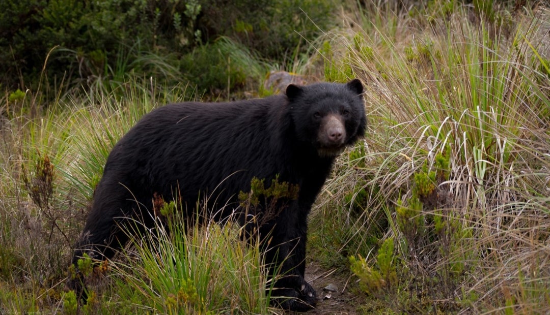 Oso de anteojos fue avistado cerca del casco urbano de La Calera