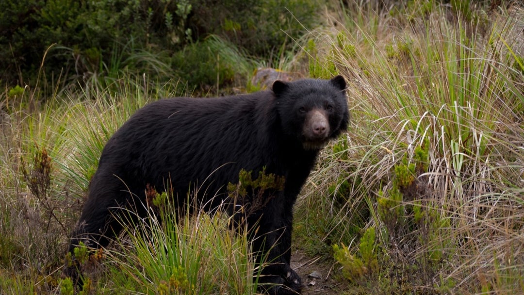 Oso de anteojos fue avistado cerca del casco urbano de La Calera