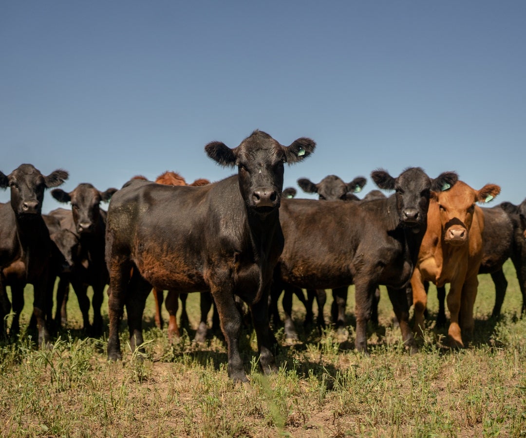 Ganado en un rancho en Rosario, Argentina.