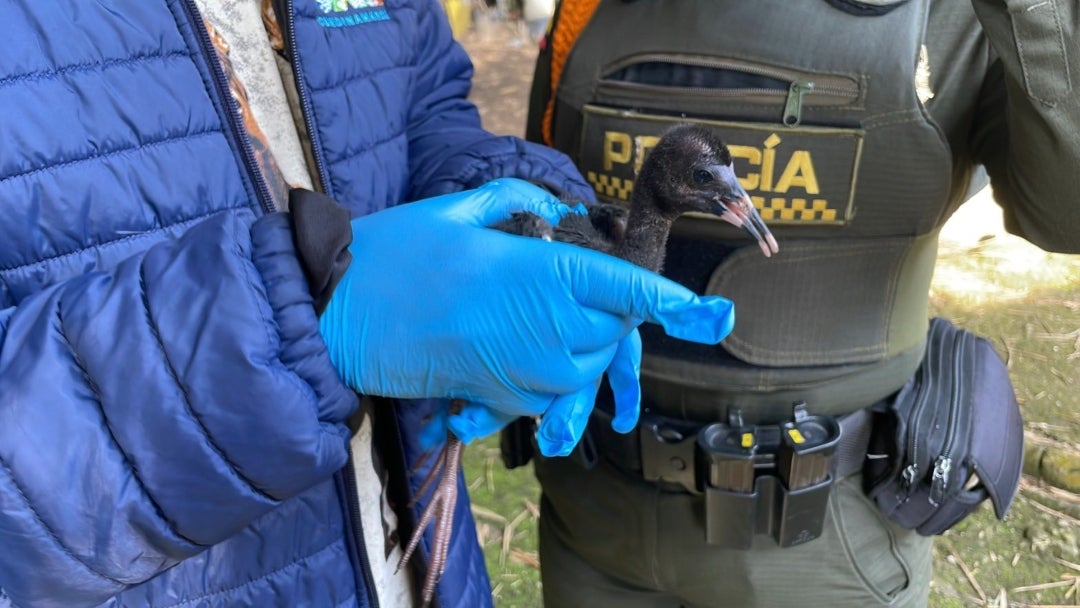 Ibis negro avistado en Cundinamarca