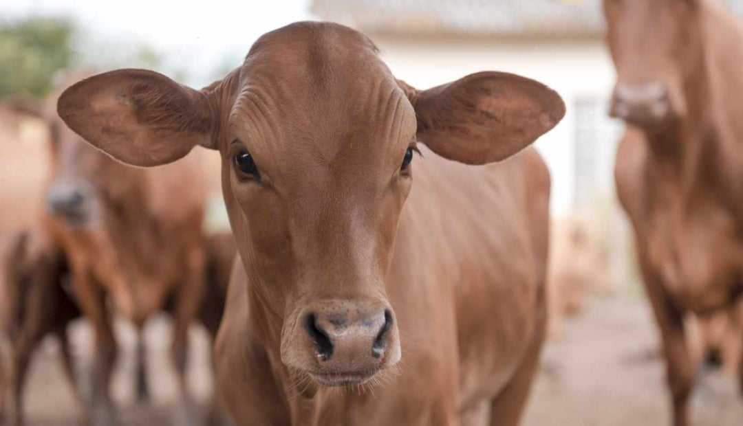 La producción animal busca ser más eficiente e impactar menos al ambiente