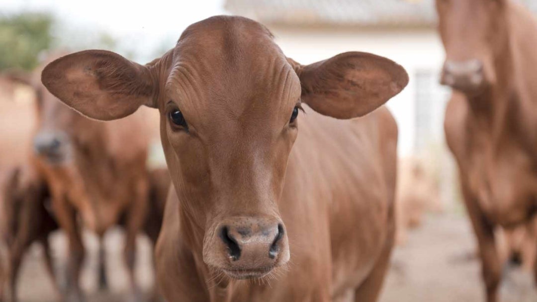 La producción animal busca ser más eficiente e impactar menos al ambiente