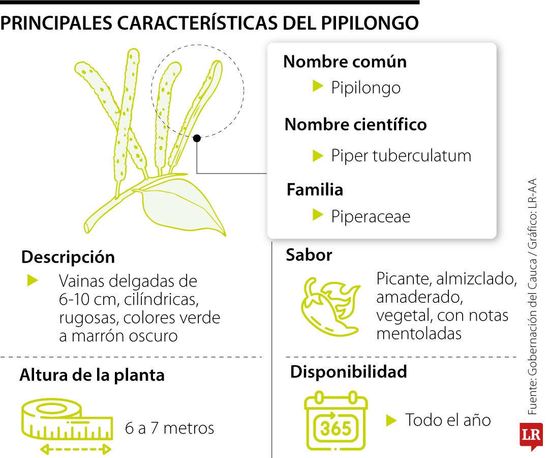 Características del pipilongo