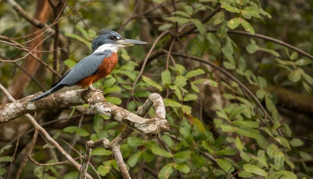Biodiversidad