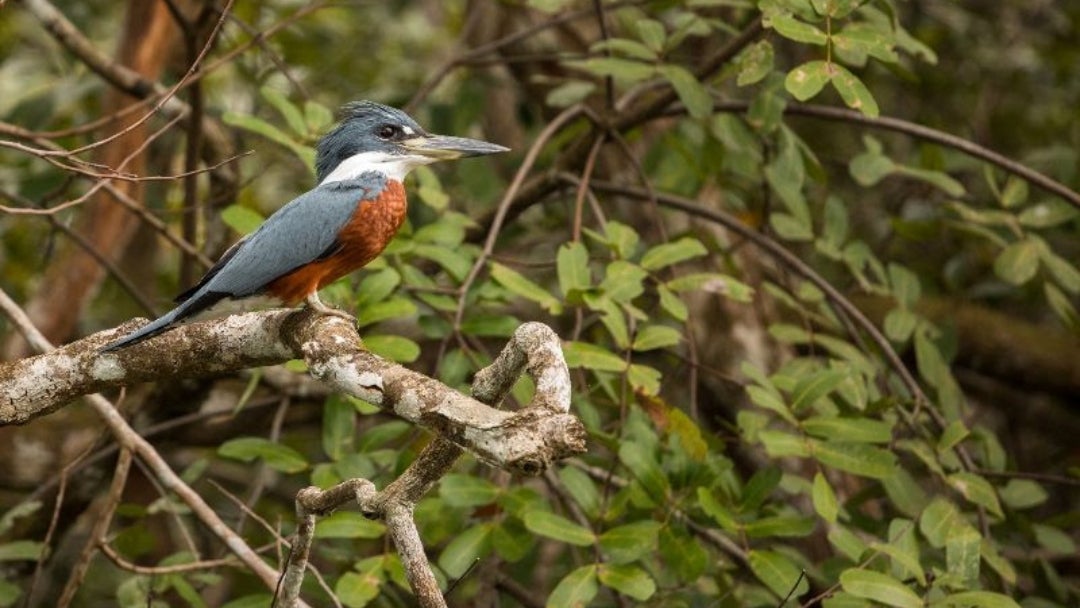 Biodiversidad
