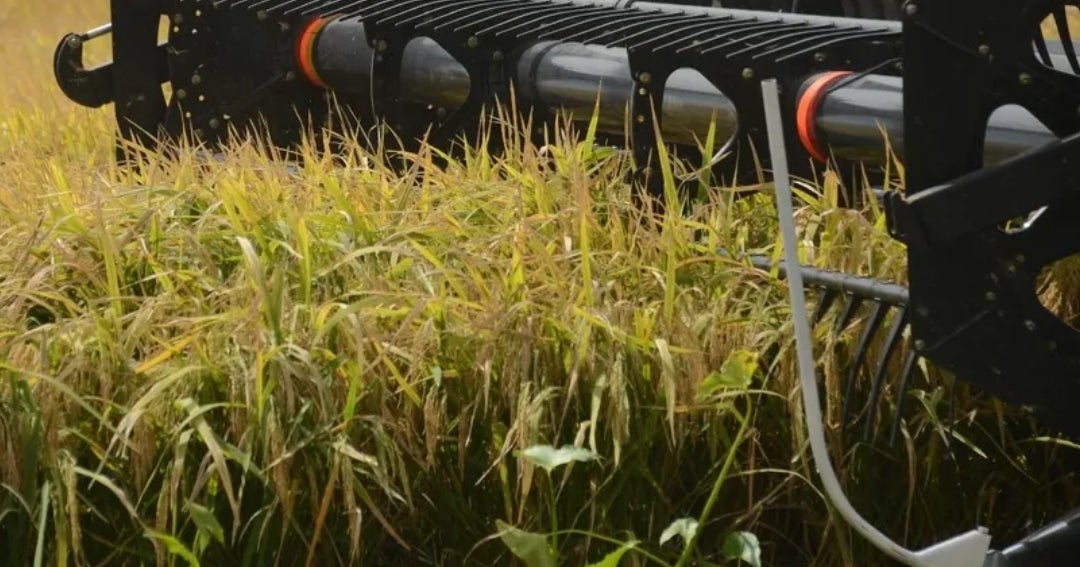 Uruguay se quedó con 63% de la cuota de arroz que la UE otorgó al Mercosur