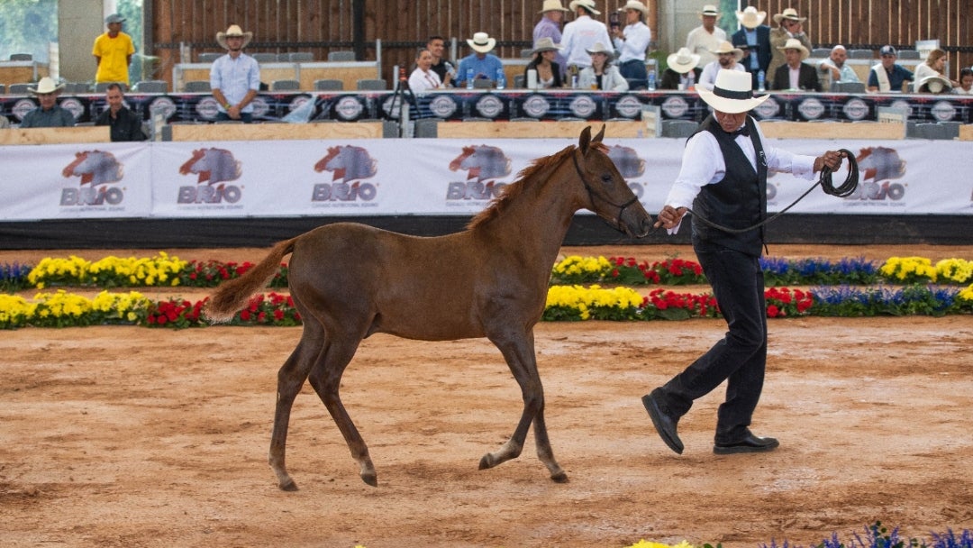 Caballo Criollo Colombiano
