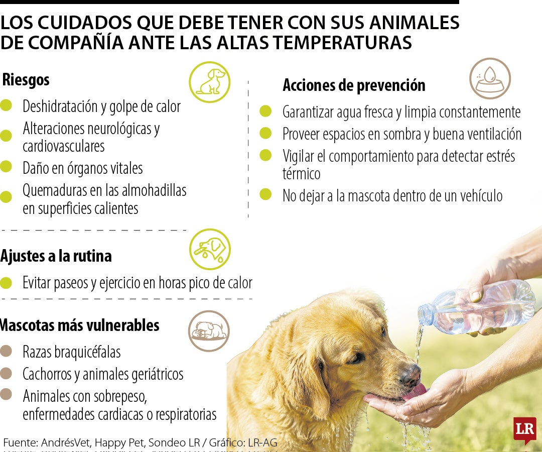 Los efectos del calor extremo en las mascotas