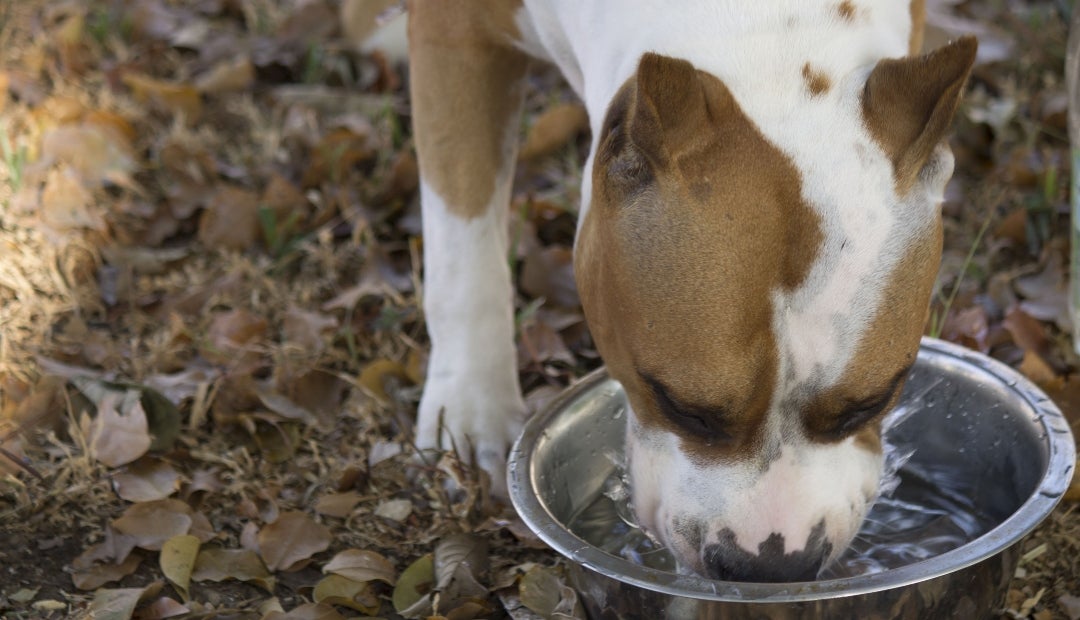 Hidratación es clave para la salud de las mascotas