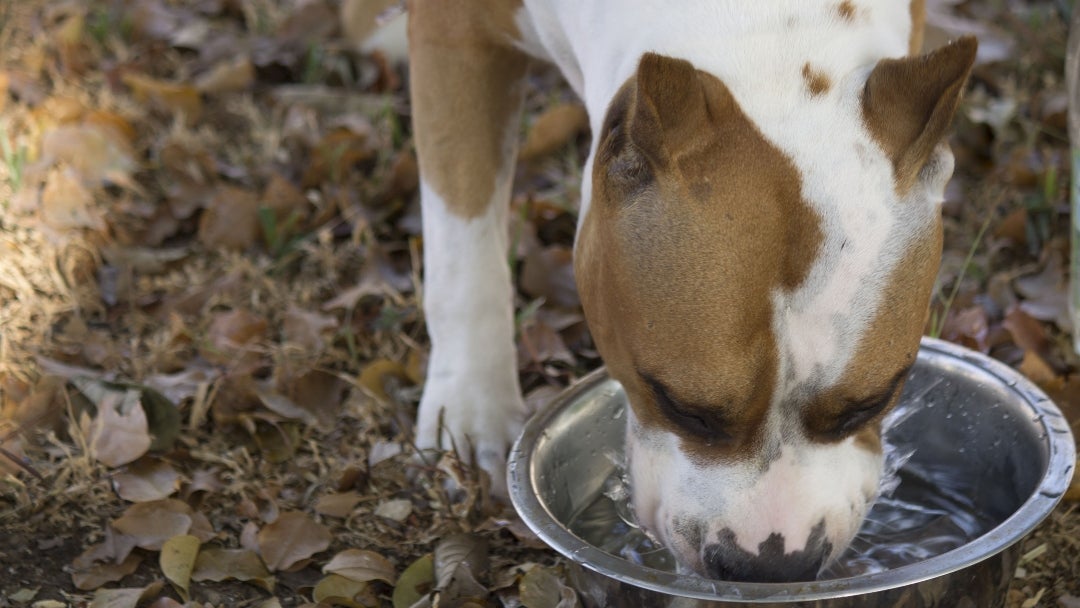 Hidratación es clave para la salud de las mascotas