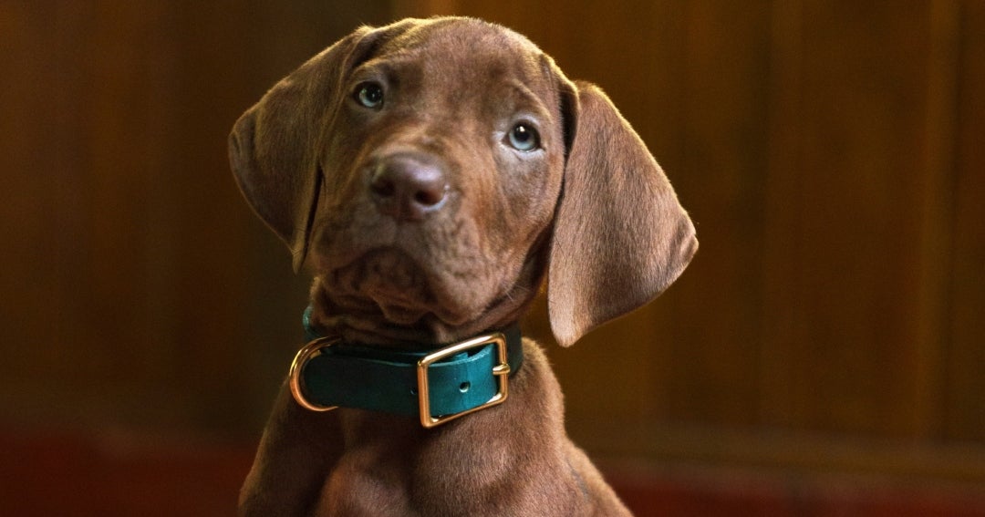 Scooby-Doo vuelve en carne y hueso con una serie que contará
