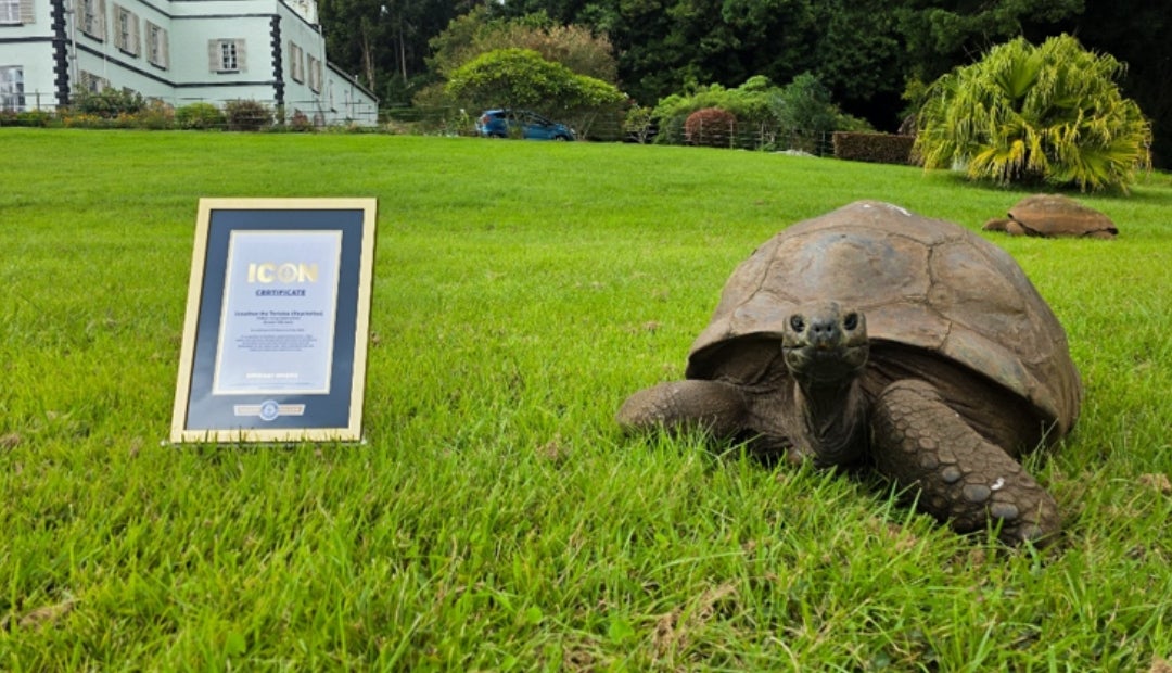 Jonathan la tortuga que ingresó a los iconos de Guinnes World Record