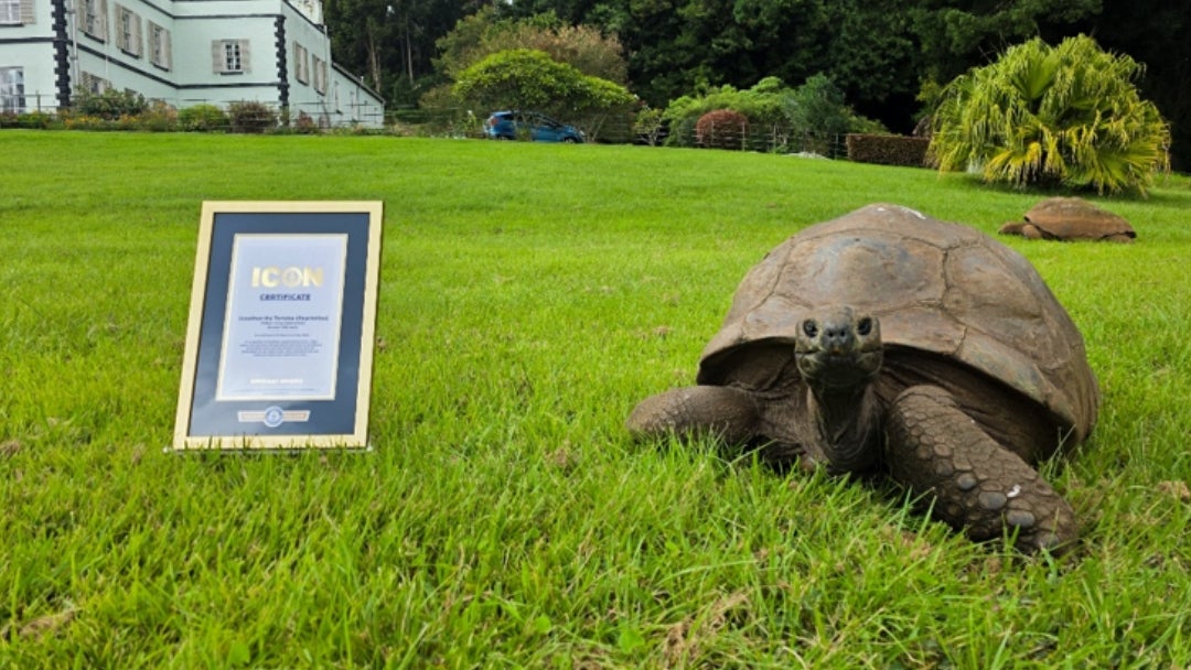 Jonathan la tortuga que ingresó a los iconos de Guinnes World Record
