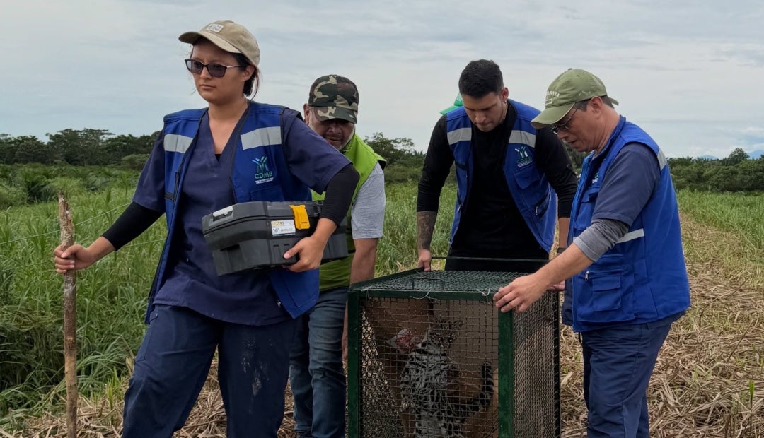 Liberan 120 animales en Santander