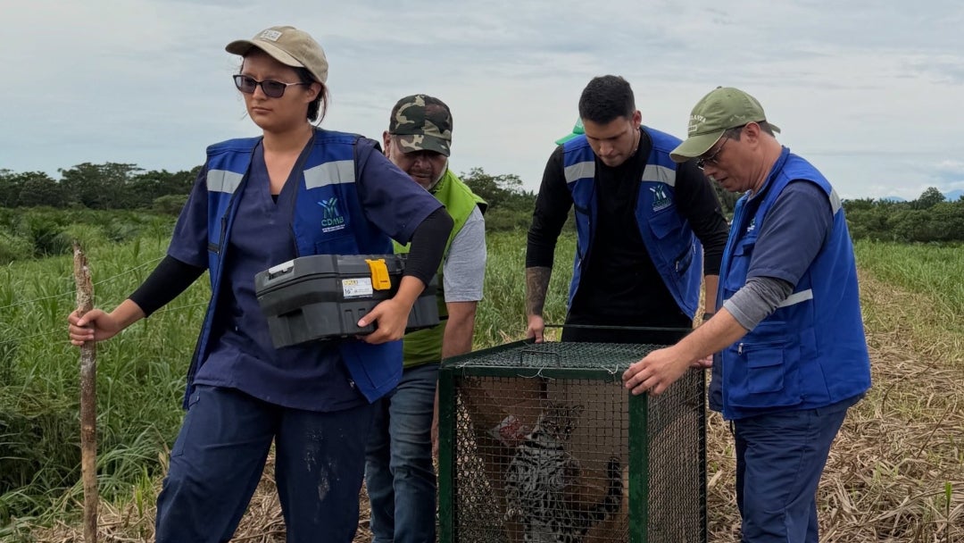 Liberan 120 animales en Santander