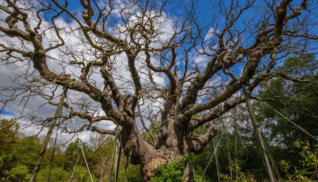 Declaran muerto al milenario árbol Major Oak