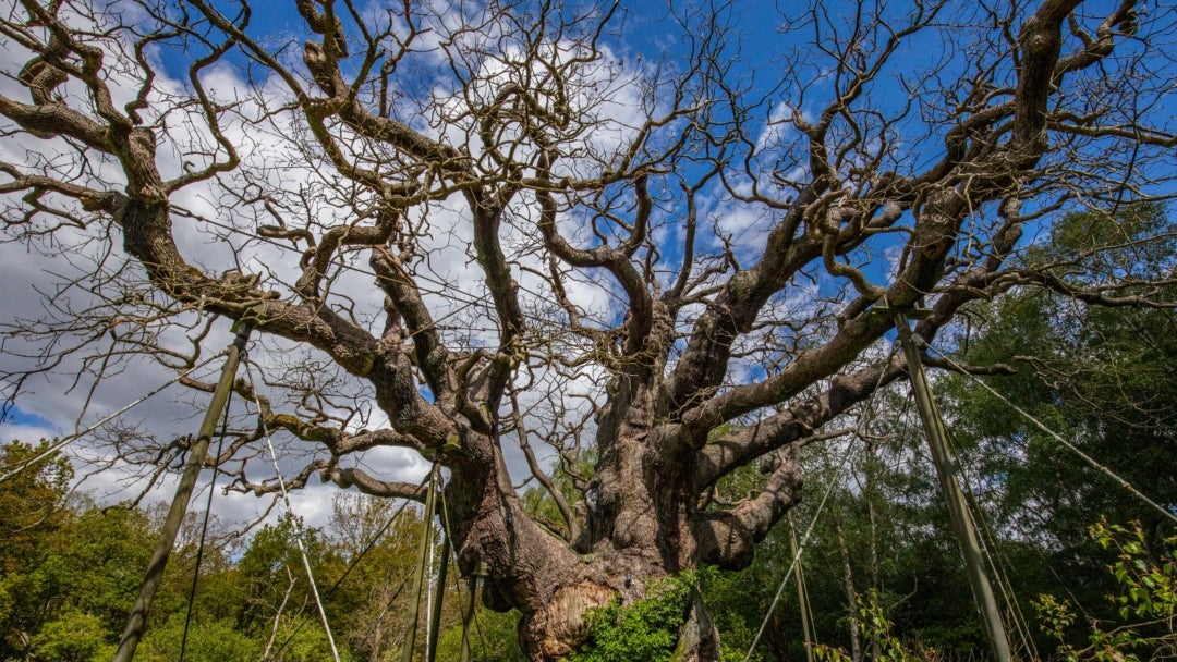 Declaran muerto al milenario árbol Major Oak