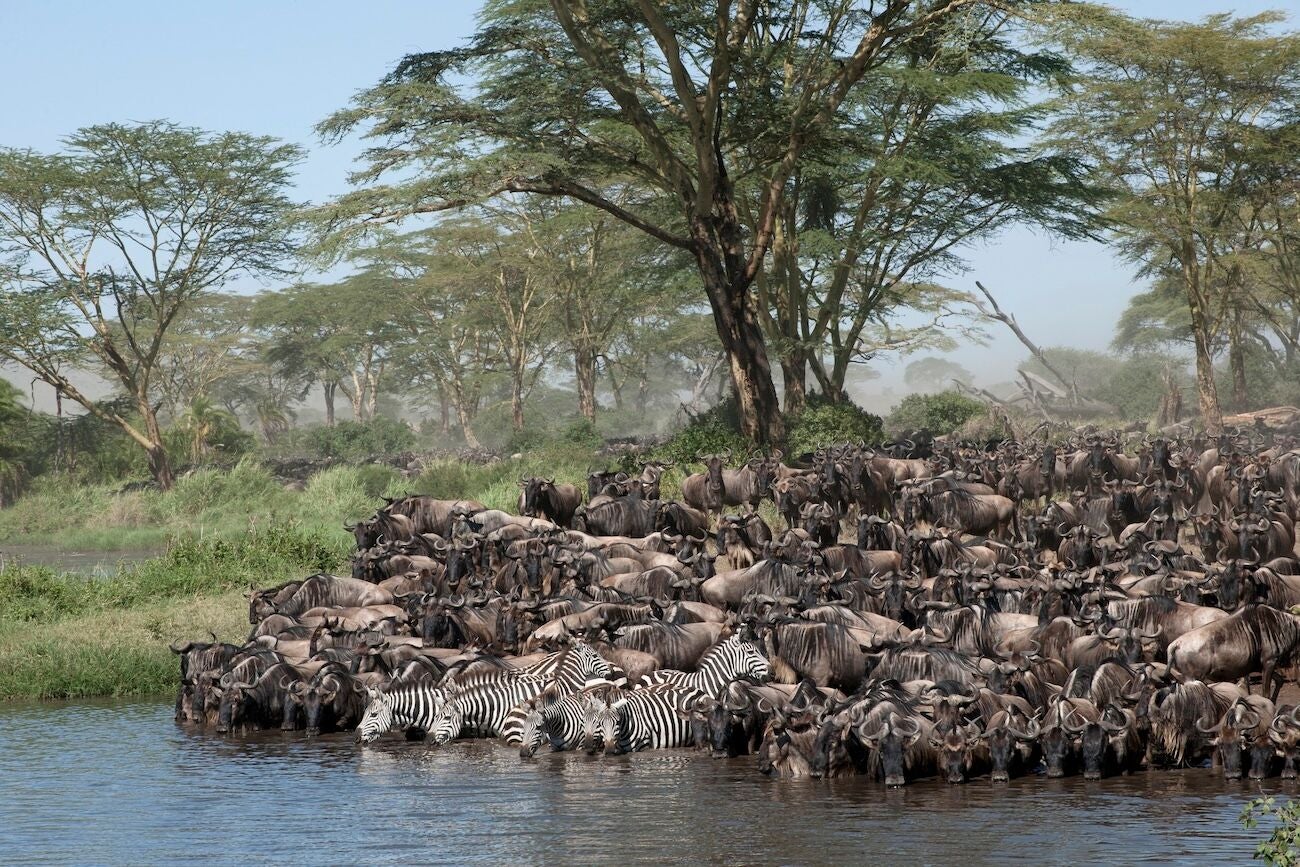 Safari en el Serengeti y Masái Mara