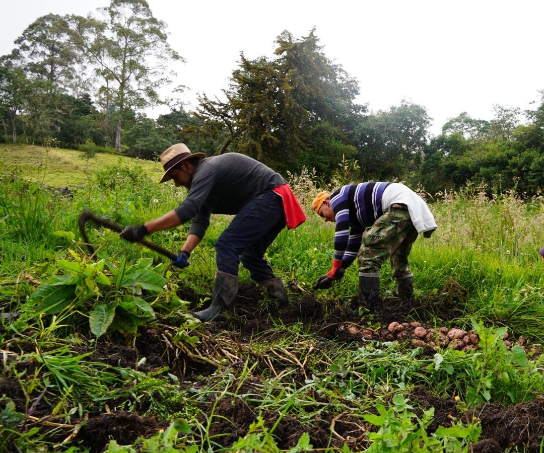 Gobierno Petro adopta metodología para determinar las actividades agropecuarias de bajo impacto en páramos