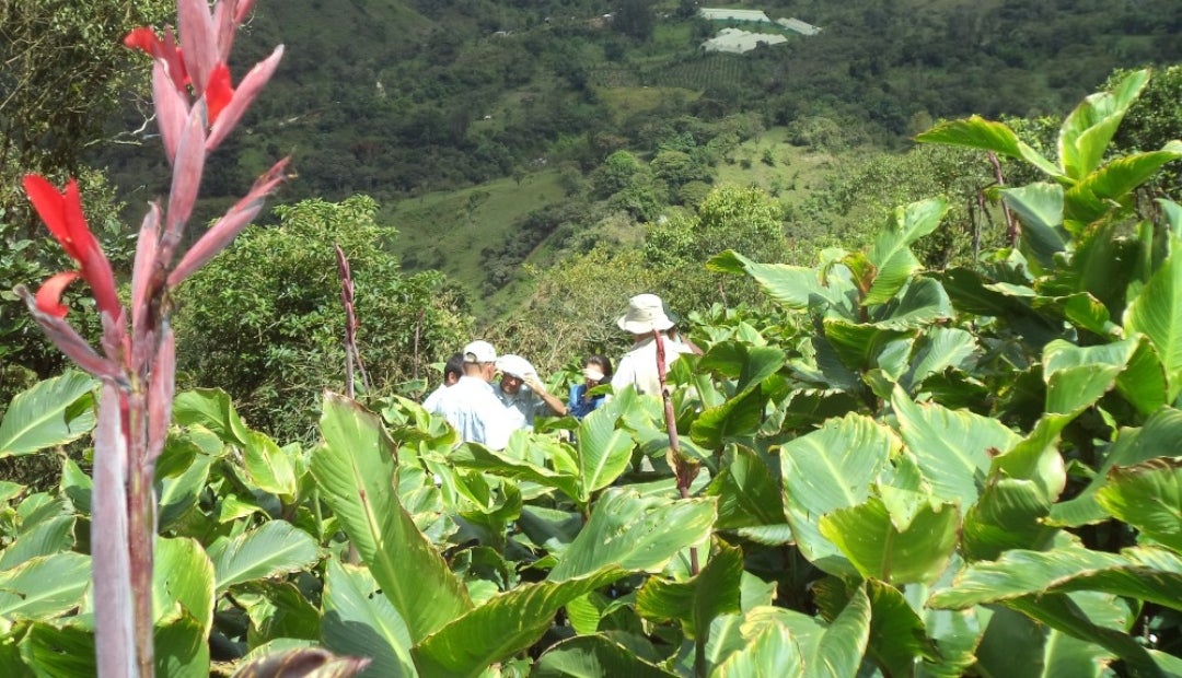 Cultivo de sagú, una alternativa para diversificar el agro