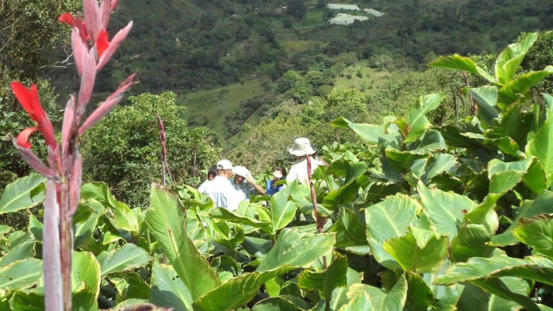 Cultivo de sagú, una alternativa para diversificar el agro