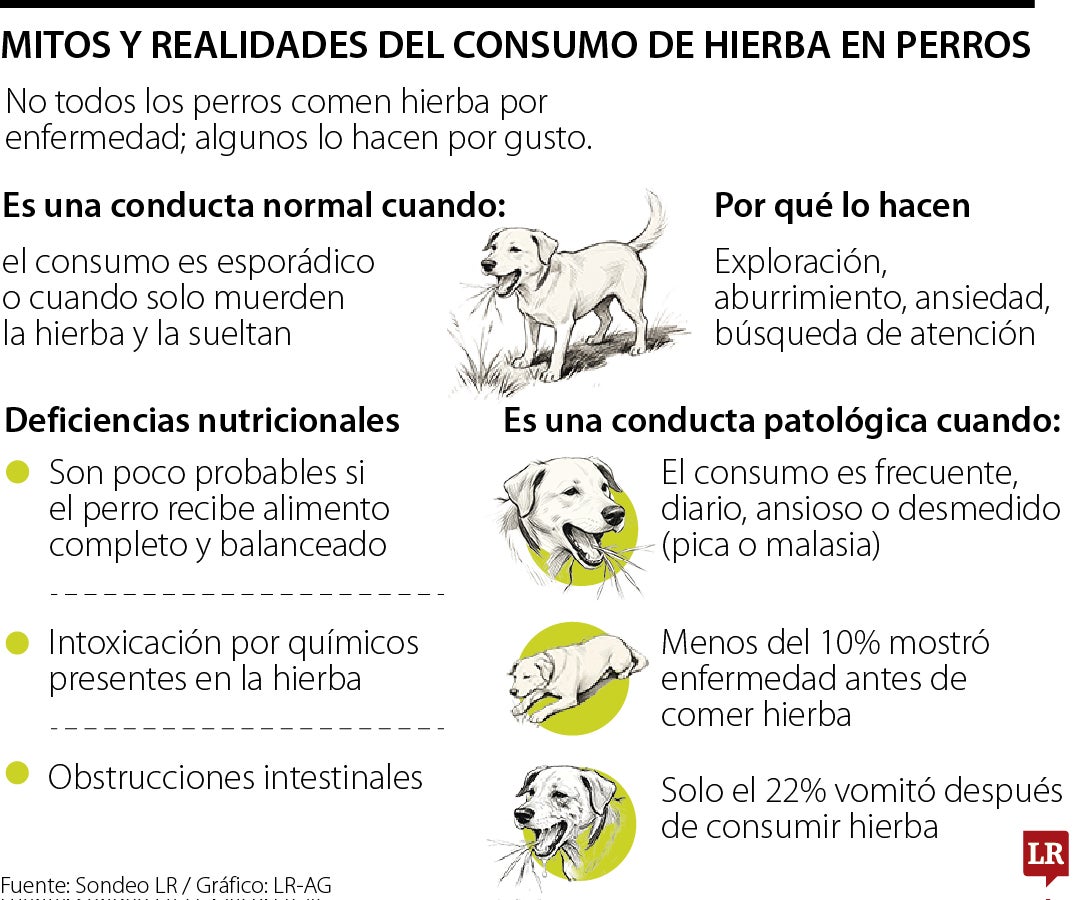 Los mitos y verdades sobre la ingesta de pasto en perros