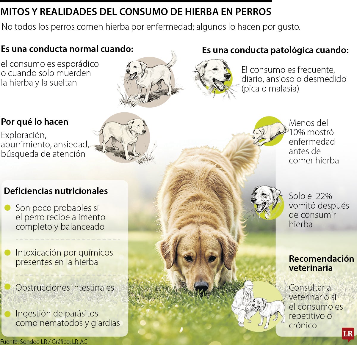 Los mitos y verdades sobre la ingesta de pasto en perros