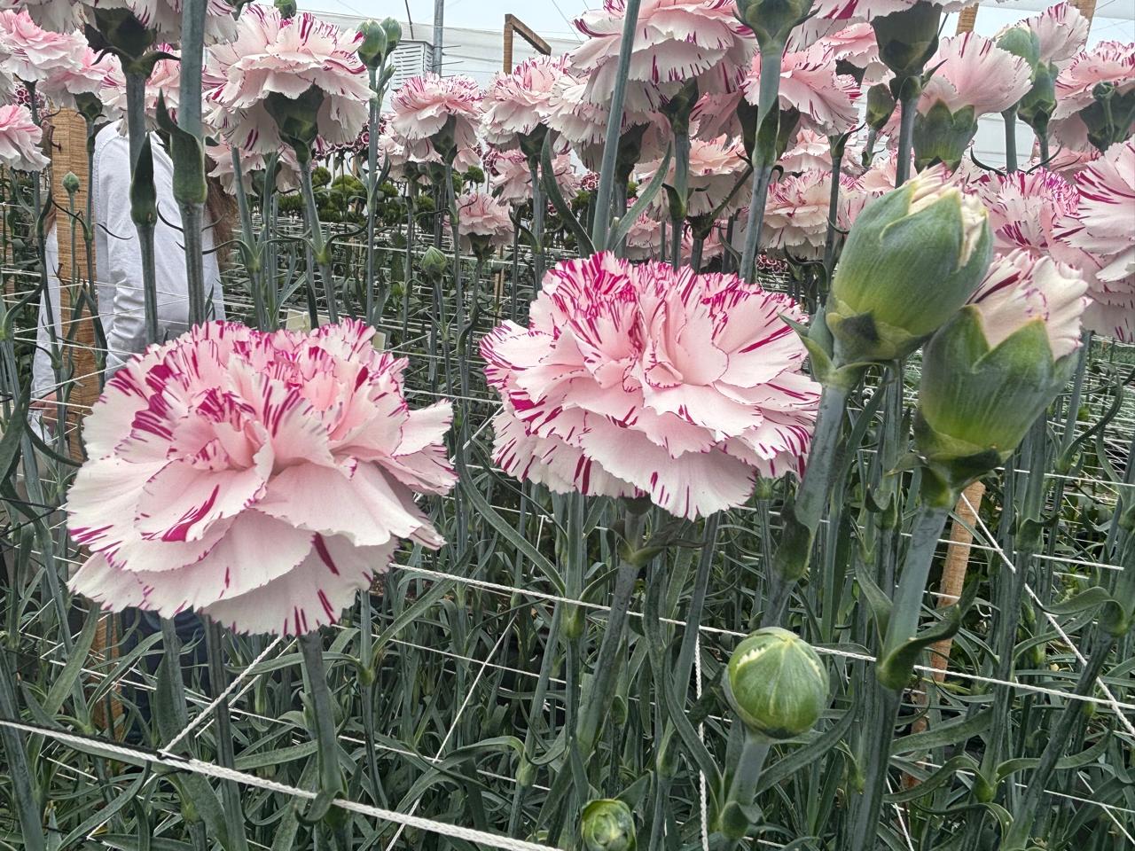 Floricultura ya implementa los cultivos hidropónicos